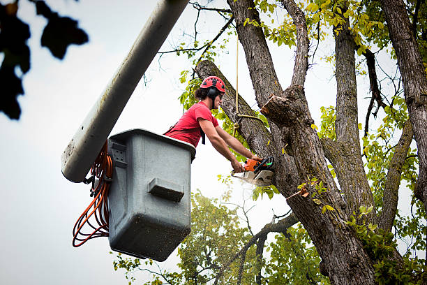 How Our Tree Care Process Works  in Silver Springs, FL